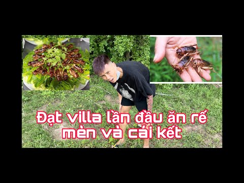 Video Đạt villa lần đầu ăn dế mèn vs gỏi cá và cái kết - youtube