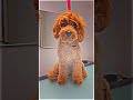 The cutest curly sausage with the most gorgeous lashes 😍🫶🏻🐾✂️ _garbaniusgrooming _doggram