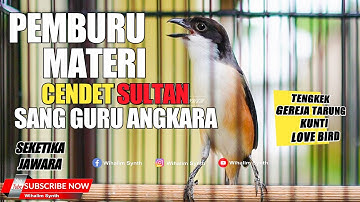 ASLI CENDET SULTAN !! CENDET GACOR FULL ISIAN TEMBAKAN TAJAM COCOK UNTUK PANCINGAN & MASTERAN CENDET