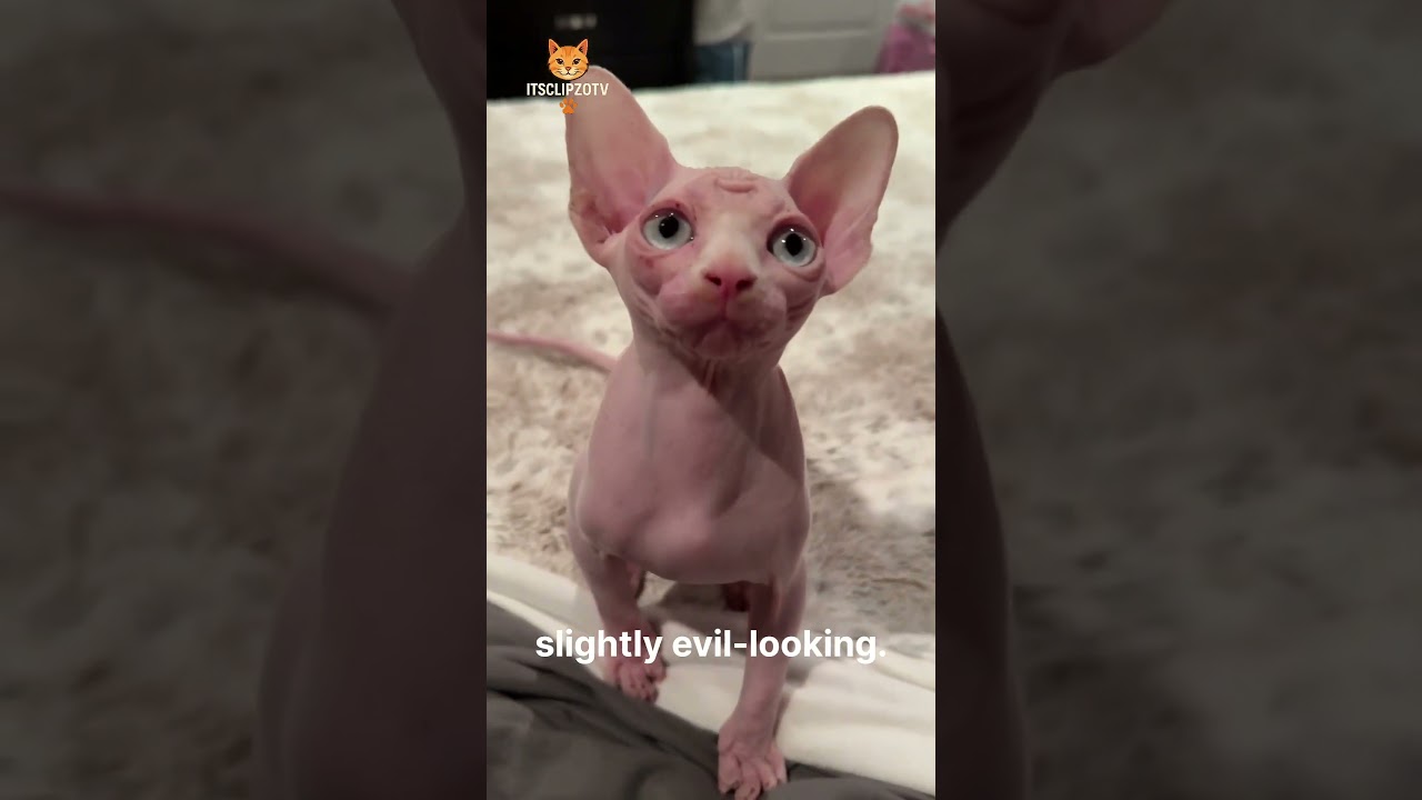 Top 5 Cat Breeds That’ll Make You Say “What Breed Is That?!” 🐱 | ItsClipzoTV 