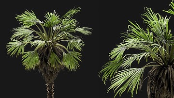 Fan Palm | SpeedTree Tutorial