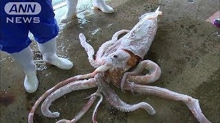 「触腕」長い足が・・・またまたダイオウイカ　新潟(14/02/14)