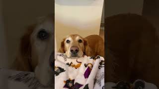 Some Fun Tricks With Sirius Check Out My For Training Tutorials