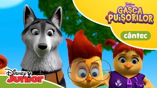 🐣 CÂNTECE: Dați o mână de ajutor! | Gașca Puișorilor | Disney Junior România