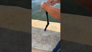 Caught a Morey Eel by accident! #shorts #eelfishing #eel #sealife #nature #tropicalfish #hawaii