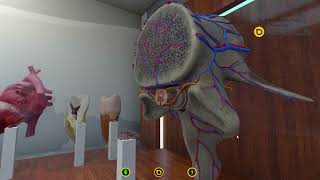 Anatomy Acadicus Community Video By The Virtual Reality Medic