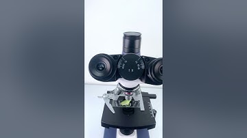 Cucumber is beautiful at 400x under a microscope! #underthemicroscope #science #microscope#shorts