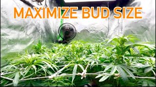Maximize BUD Size | PPM Mistakes Fixed! Adding Trellis Net + Flower Prep”