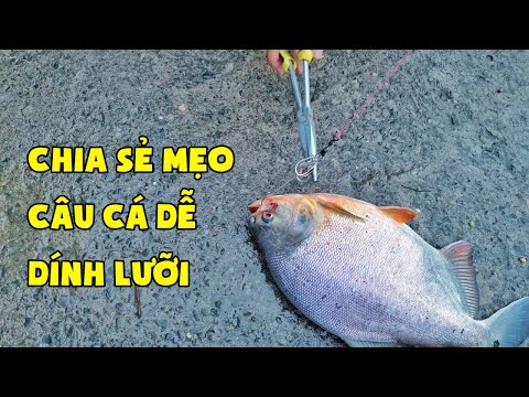 Chia Sẻ Cách Câu Cá Dễ Dính Mép | Hồ Câu Cá Gia Tuấn | Chung Nguyễn Fishing