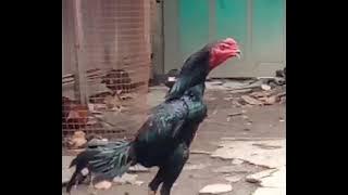 ayam Vietnam super mewah