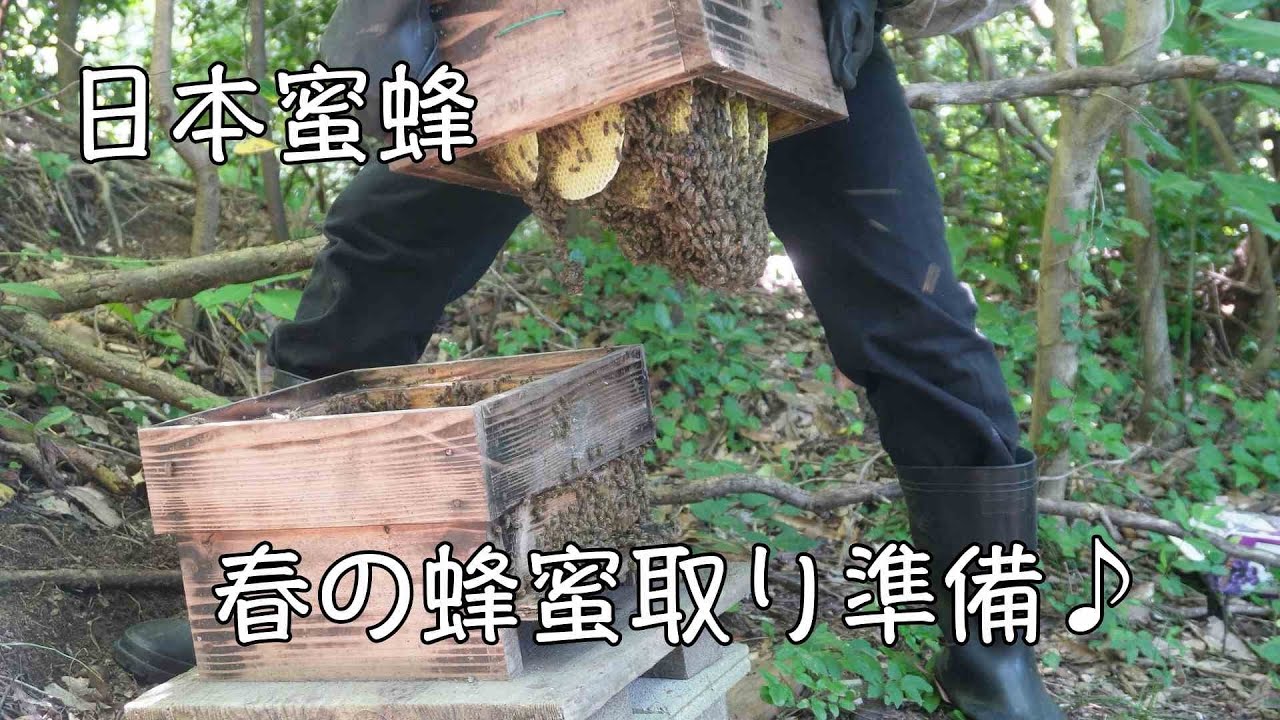 春の蜂蜜取りに向けての準備【ニホンミツバチ】 - ミツバチの輪