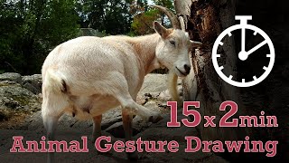 Animal Drawing References #31 - 15x2min poses - Goat