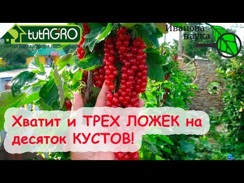 ТРИ ЧАЙНЫХ ЛОЖКИ НА ВЕДРО - И СМОРОДИНА КРУПНАЯ, СЛАДКАЯ, УРОЖАЙНАЯ! Подкормка смородины на налив!