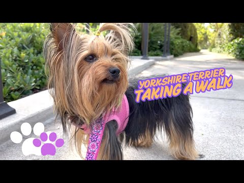 Yorkshire Terrier Taking a Walk on a Sunny Day