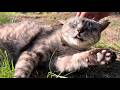 揃って迎えるサバトラ猫ちゃん三毛猫ちゃん歓迎の声もあら可愛い