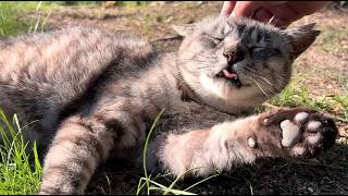 ワイヤークラフト♡おやすみ猫ちゃんのガーランド✳︎鯖トラ、三毛猫、茶トラ✳︎ 揃って迎えるサバトラ猫ちゃん三毛猫ちゃん歓迎の声もあら可愛い - YouTube