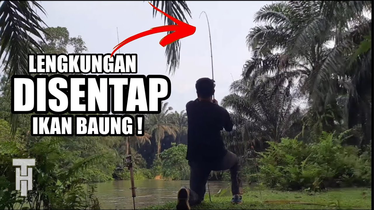 MEMANCING IKAN BAUNG, SUNGAI AIR DALAM MEMBUATKAN IKAN LEMAS?