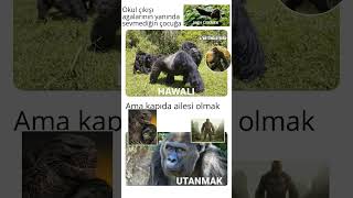 Maymuşlar❤ #metal #blackmetal #music #deathcore #automobile #godzilla #dinosaurs #remix #meme