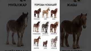 Породы лошадей