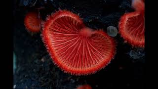 Crepidotus cinnabarinus