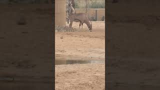 Gazelle nature shortsfeed gazzelle