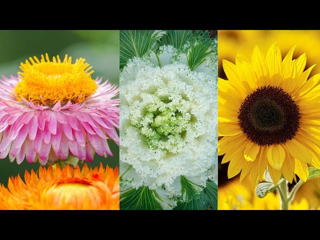 clear plastic plant pots Clear Nursery Planters – Peace, Love & Happiness Club main image 0