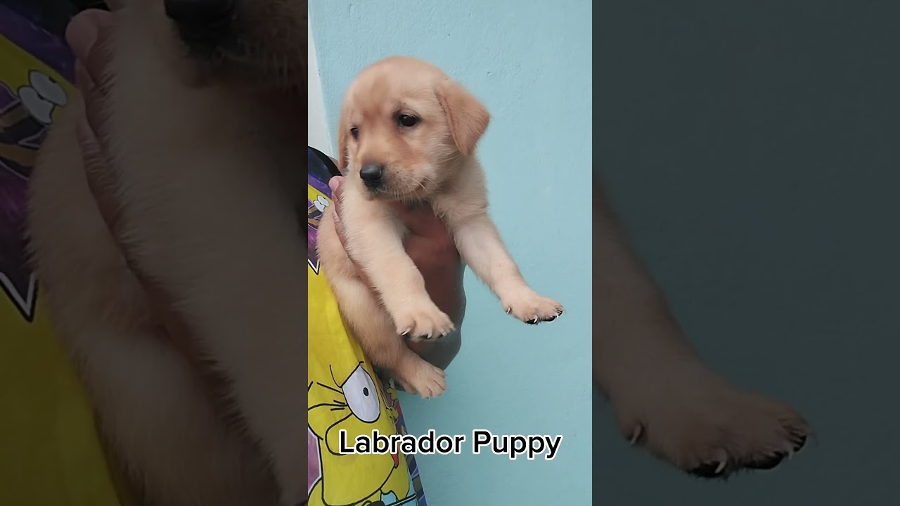 Quality Pets Nepal | 9706658505 | Labrador Puppy