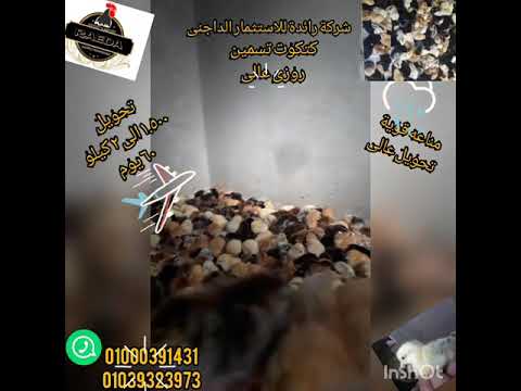 دواجن فيومى روزى تسمين شركة رائدة للاستثمار الداجنى