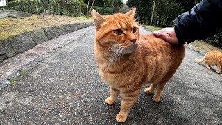 雨上がりの公園で猫達が集会を開いていた
