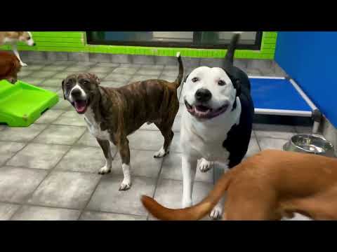 Hounds Town USA video