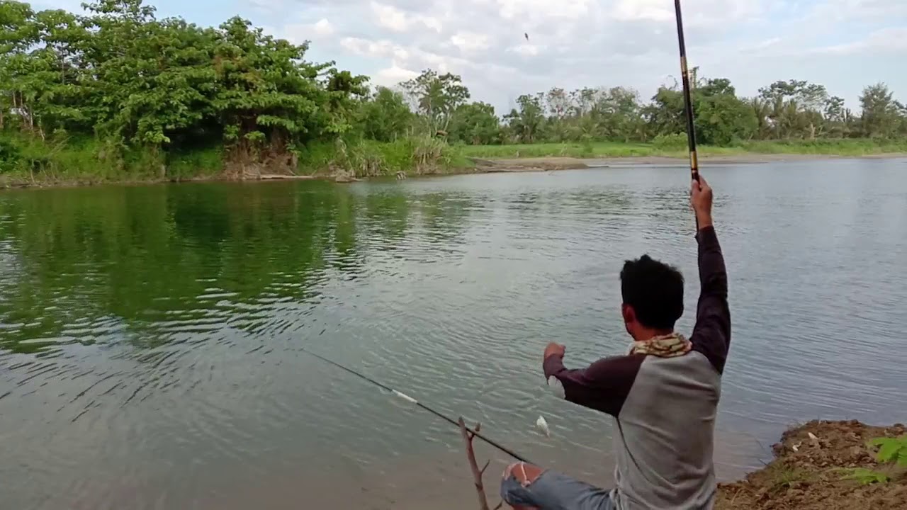 Mancing Umpan Udang Super