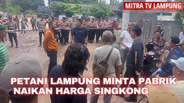 Harga Singkong Anjlok, Puluhan Petani Singkong Demo Pabrik BW