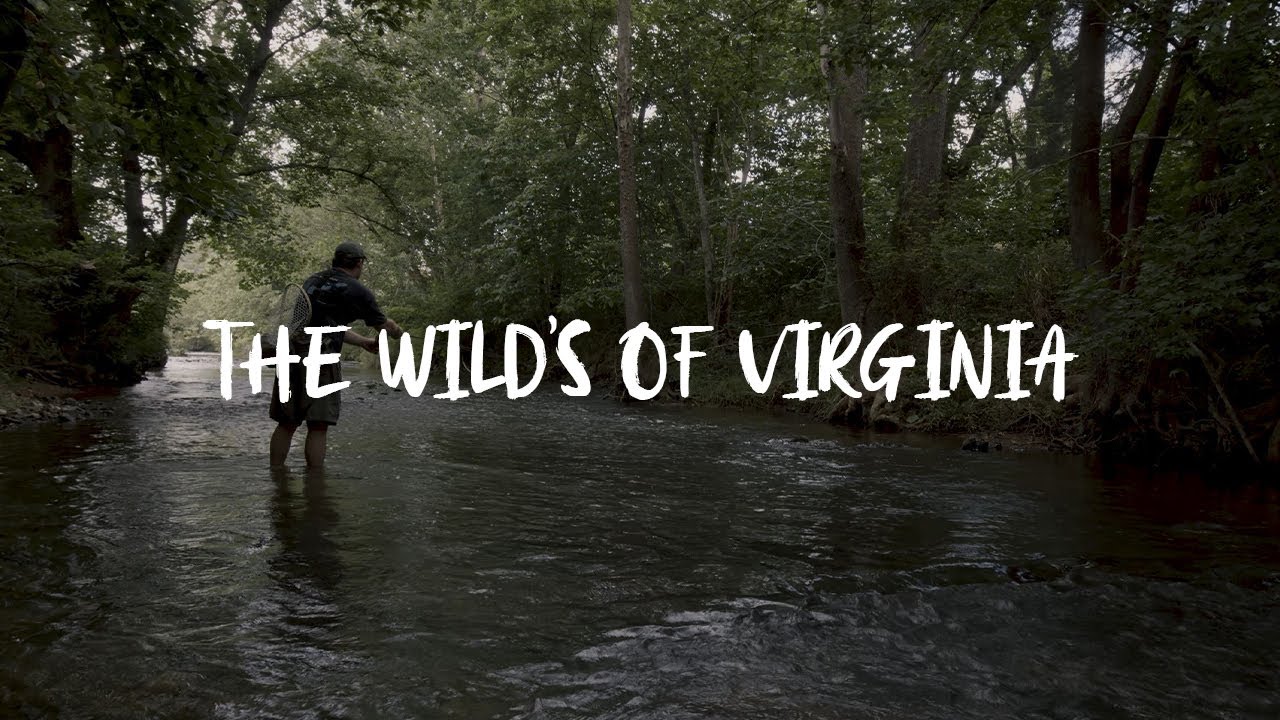 The Wild's Of Virginia | Fly Fishing VA's Hidden Gems