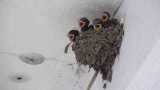 baby swallows
