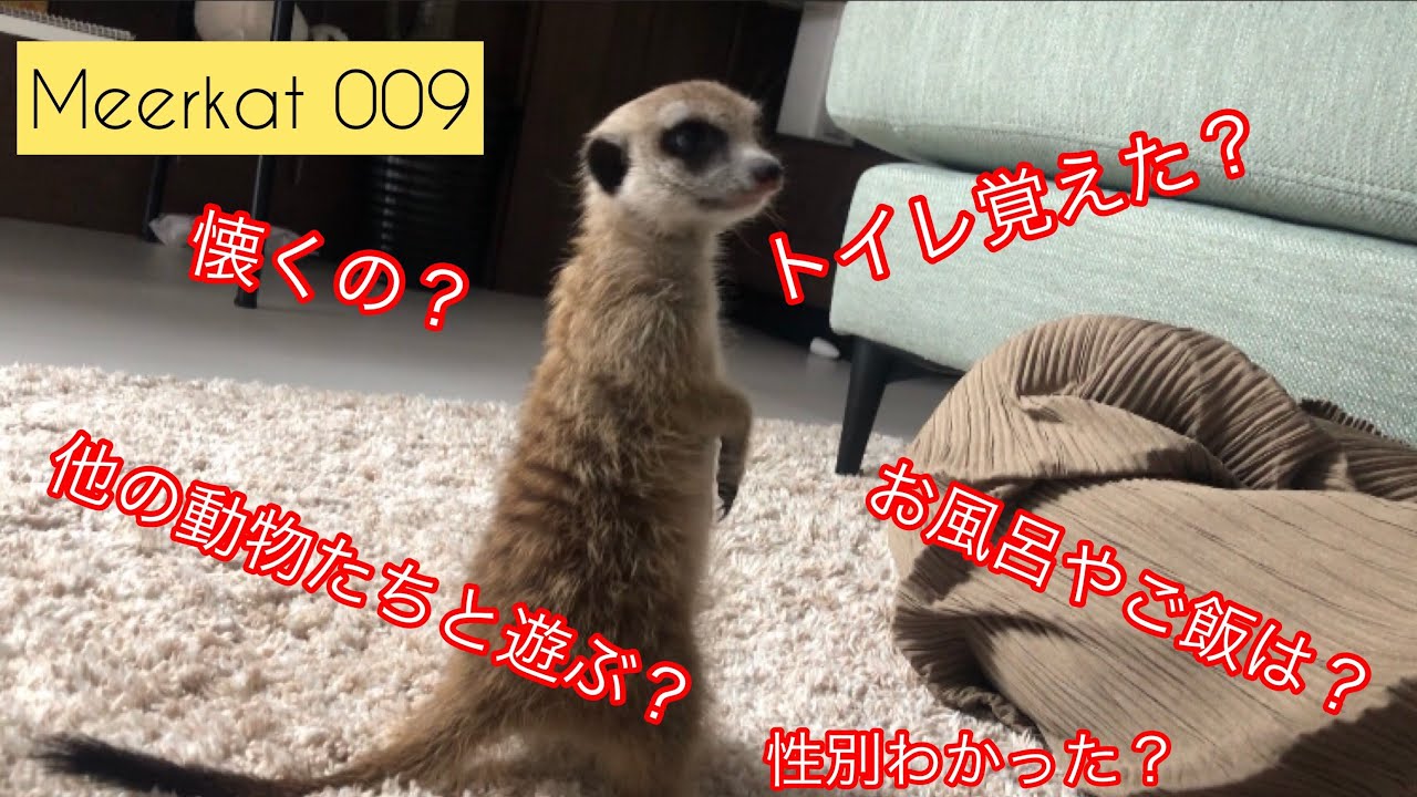 ミーアキャット】飼って1週間の感想。ゴロゴロしながら振り返りたいの