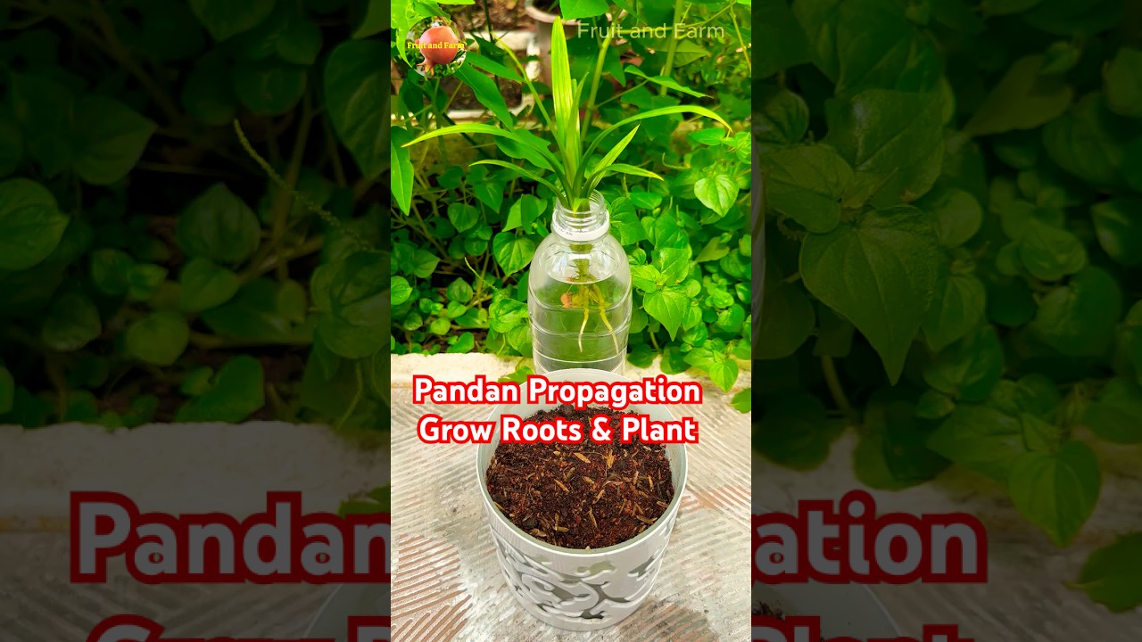 Pandan Propagation in Water, Grow Roots & Plant 