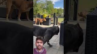 #mastiff doggy ki video🐕