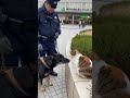 JR前で警察犬と地域猫が穏やかに対面🐶🐱🚉 #警察犬 #地域猫 #駅前 #平和な日常 #対面 @chiero_piero