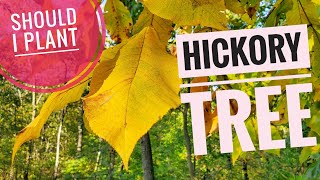 Hickory Tree Should I Plant one or Keep the one I have Review Shagbark Pignut