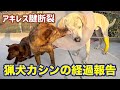 【定期連絡】イノシシにやられてアキレス腱断裂した猟犬カシンの経過報告