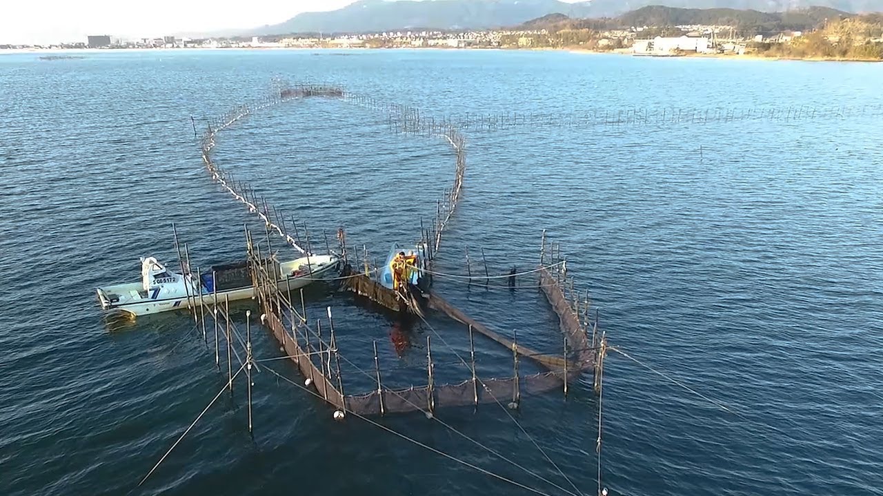 湖魚待つ巨大誘導路 琵琶湖の伝統漁法 エリ漁 Youtube