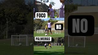 GALO FOCADO no PALMEIRAS!