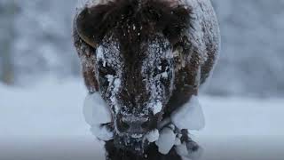 Yellowstone Documentary: Winter Wonders with Kevin Costner Episode 2 Part 2