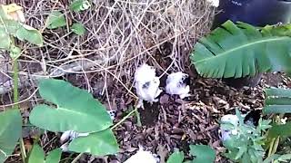 October 25 Secret Jungle Groove