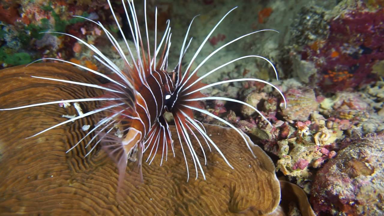 Tovatec galaxy video light at 30 meters daylight dove