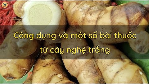 Công dụng và một số bài thuốc từ cây nghệ trắng