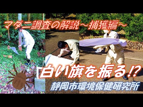 マダニの調査　捕獲編