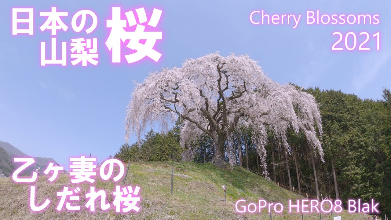 乙ヶ妻のシダレザクラ 山梨県 桜スポット4K｜Okkazuma no