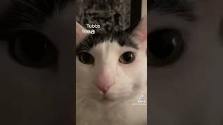 With mama ofc💖#tubbs #cat #chonk #chonkycat #tiktok #petsoftiktok #viral