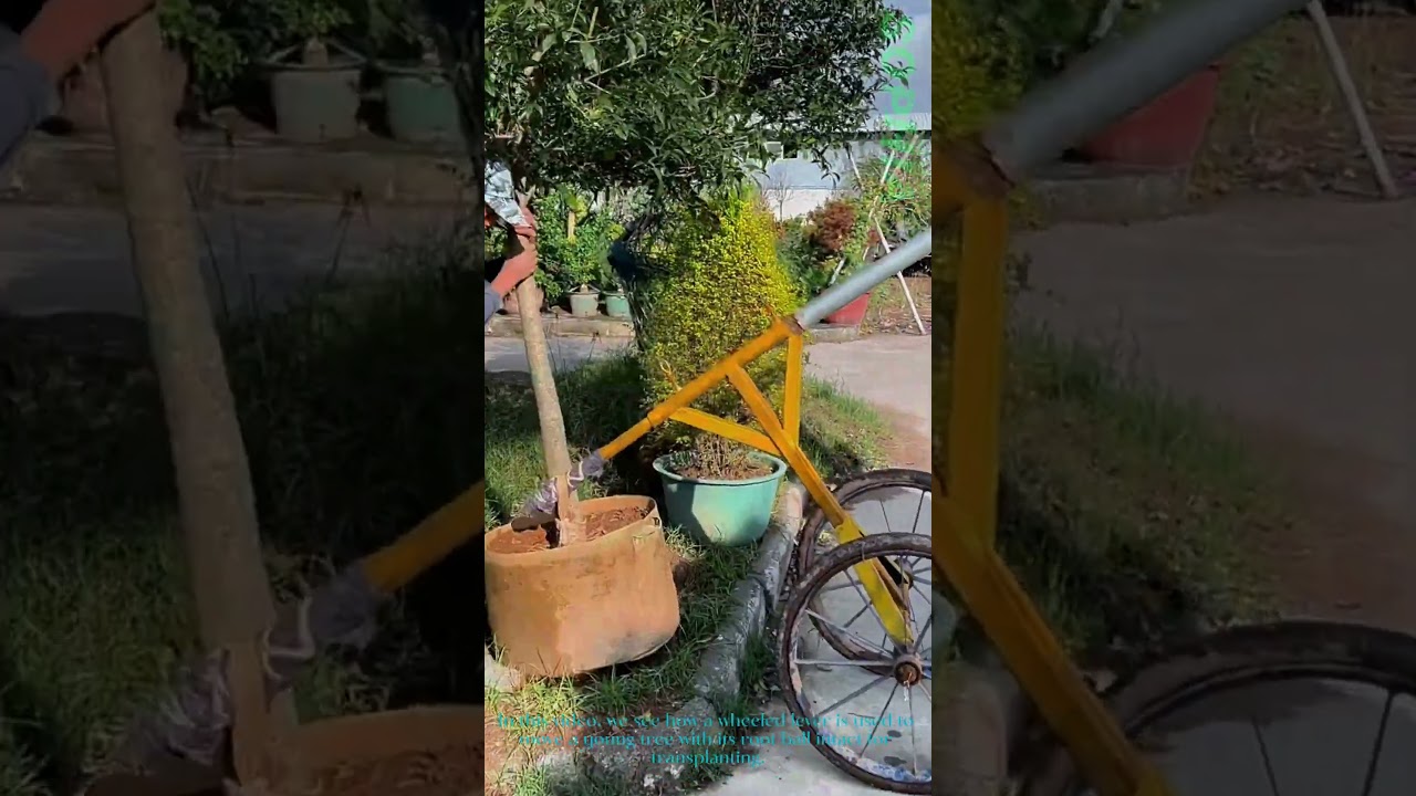 Tree Transplanting: Moving Young Trees with Wheeled Lever